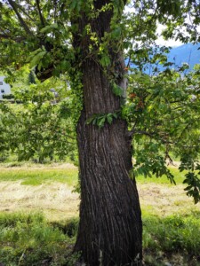 IMG_20250523_104220740_HDR