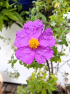 Zistrose