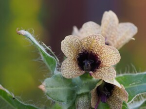 henbane-1703289_1280