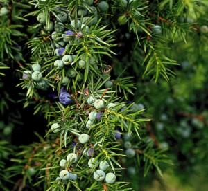juniper-512877_1280