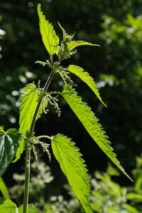 nettle-141502_1280