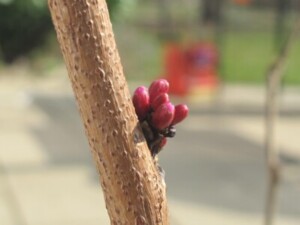 IMG_1654-400×300