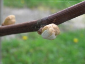 IMG_7886-400×300