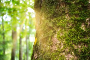 trees-7454264_1280