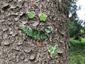 waldpädagogik-baum